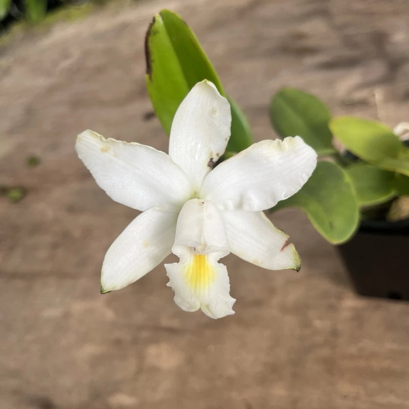 White orchid flower in pot with green leaves, close-up view