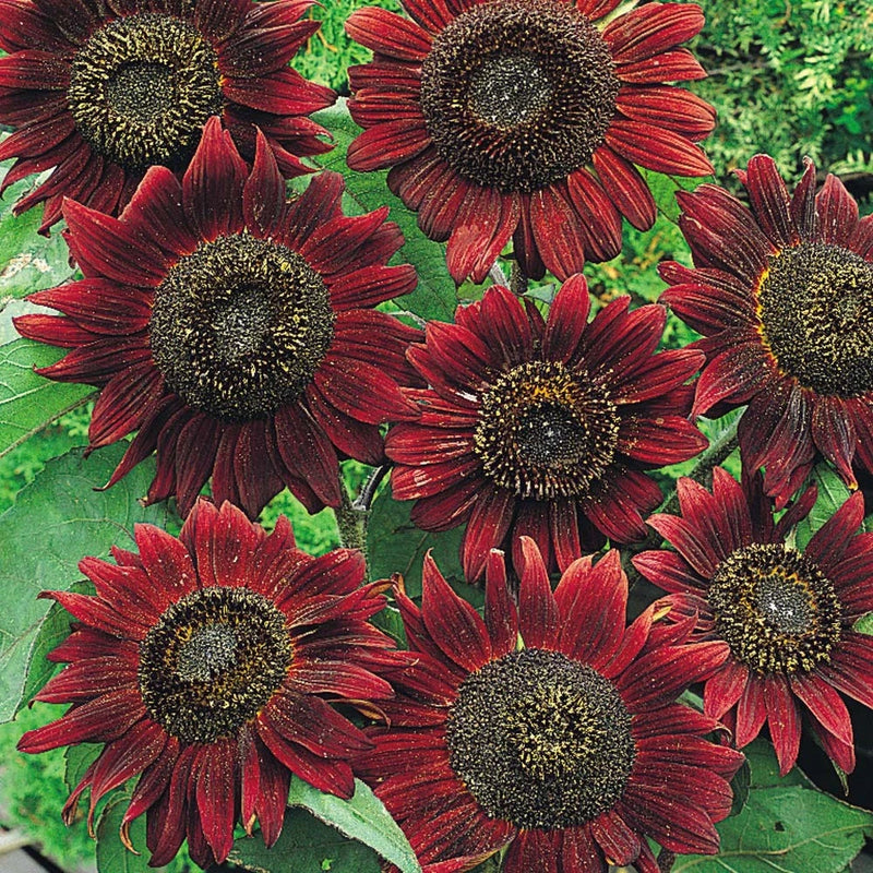 Sunflower Seed: Velvet Queen Sunflowers 25+ Seeds Fresh Sunflower