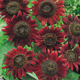 Sunflower Seed: Velvet Queen Sunflowers 25+ Seeds Fresh Sunflower