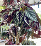 Begonia Cissus discolor Basket Plant Orchids
