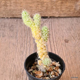 D5643 ANACAMPSEROS BAESECKEI pot5.5-H10-W3,5 cm MaMa Cactus Green Plant