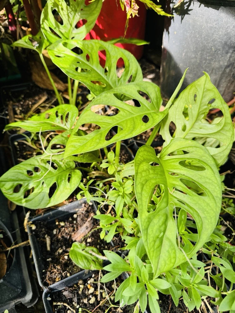 Green monstera plant with split-leaf foliage and small new growth