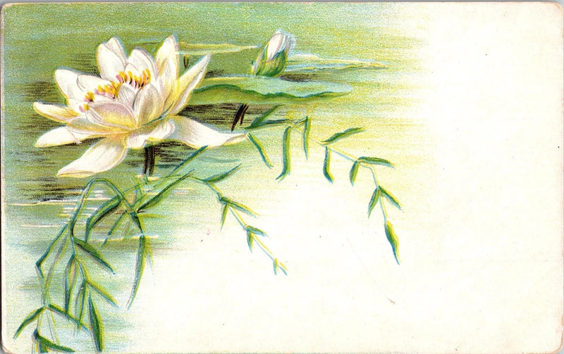 Vintage White Water Lily Flower Postcard with Handwritten Message Early 1900s Lily