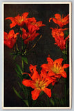 Flowers~Lilium Bulbiferum Orange Lily~Printed In Switzerland~Vintage Postcard Lily