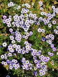 1000 BIRDS EYES Gilia Tricolor Lavender White Native Fragrant Hummingbird Flower Flowering Plants