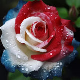 20pcs Rare Three-Color Rose Seeds for Home Potted Garden Vibrant Elegance Blooms Garden Plants