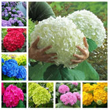 25pc HYDRANGEA SEEDS Garden Plant Flower rare exotic USA seller FREE shipping Flowering Plants
