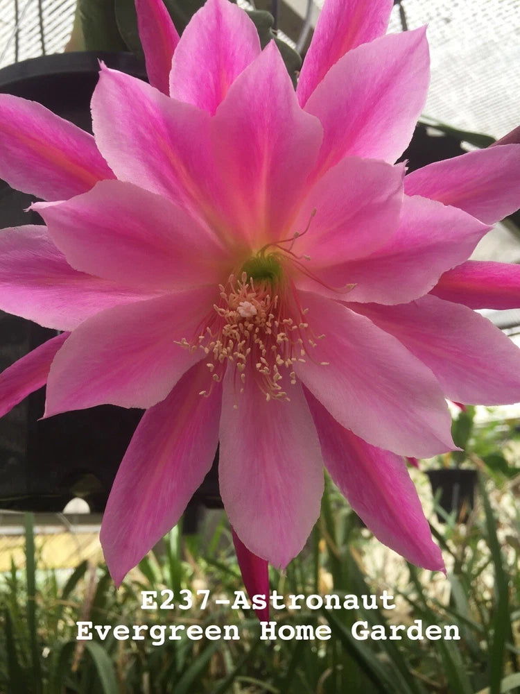Pink Epiphyllum orchid cactus blossom on starter plant in pot