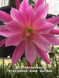 Rooted Epiphyllum Orchid Cactus ÒAstronaut Ò Growing In 4Ó Starter pot. Orchids