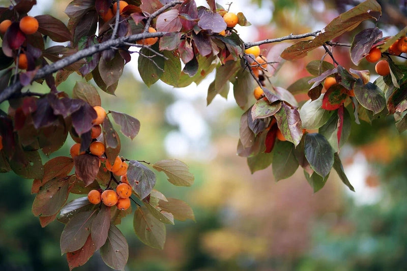 15 Persimmon Japanese TREE SEEDS (Diospyros Kaki) Bonsai Garden Fruit Plant Garden Plants