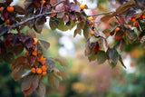 15 Persimmon Japanese TREE SEEDS (Diospyros Kaki) Bonsai Garden Fruit Plant Garden Plants