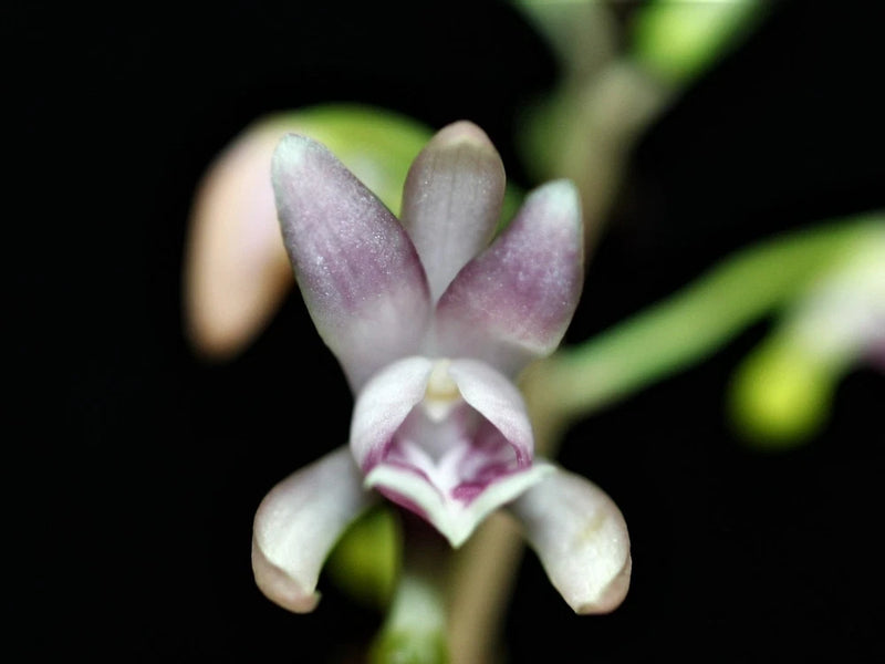 Oeceoclades Monophylla, Beautiful Leave Pattern, Potted Orchids