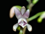 Oeceoclades Monophylla, Beautiful Leave Pattern, Potted Orchids