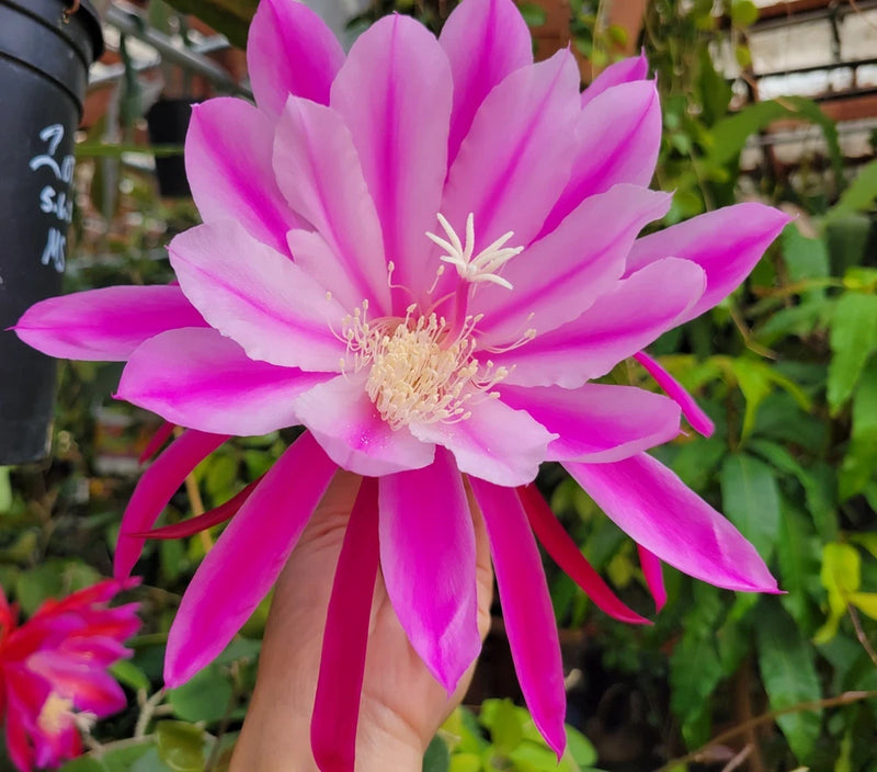 Orchid cactus bloom with vivid pink petals and pale yellow center, held in hand