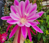 Epiphyllum Zotz in 4 inch pots - Orchid Cactus - Well Rooted Orchids