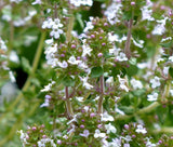 THYME Thymus Vulgaris - 5,000 Bulk Seeds Garden Plants