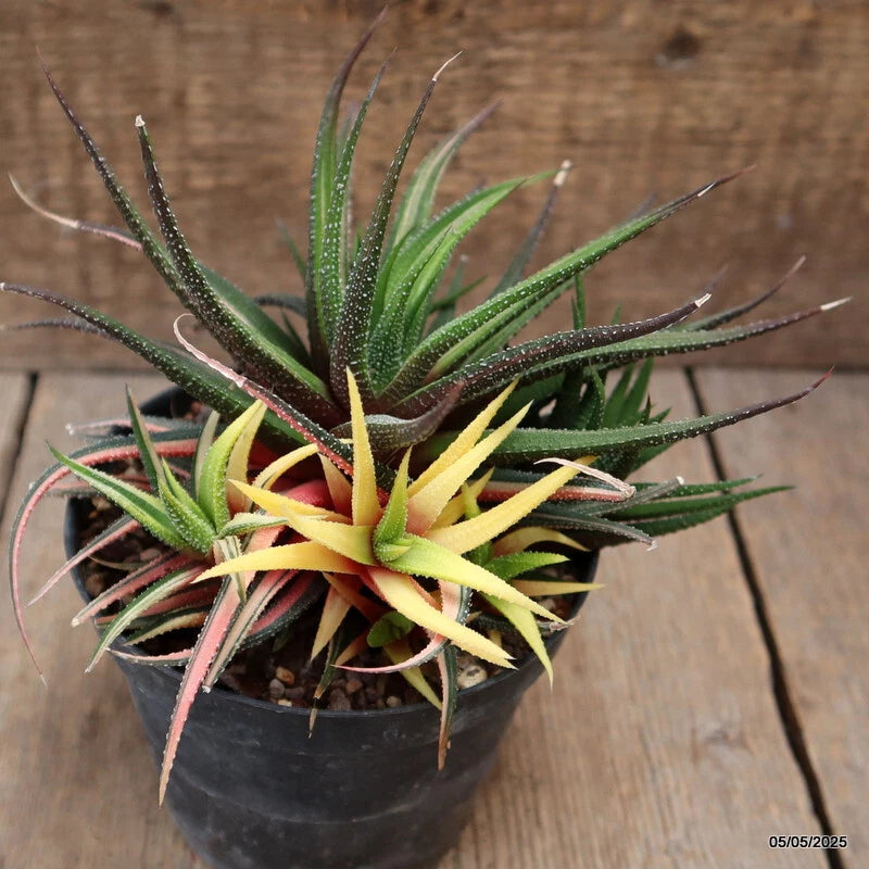 Variegated Haworthia attenuata succulent plant in dark pot with green and yellow spiky leaves
