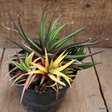 A2986 HAWORTHIA ATTENUATA VARIEGATED pot12-H14-W16 cm MaMa Cactus Green Plant