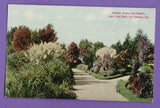 CALIFORNIA - LOS ANGELES, PAMPAS GRASS WITH PLUMES, EAST LAKE PARK PC 253 Pampas Grass