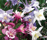 COLUMBINE MIXED COLORS DWARF Aquilegia Vulgaris - 2,000 Bulk Seeds Garden Plants