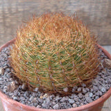 D6776 OROYA PERUVIANA pot15-H7,5-W9,5 cm MaMa Cactus Green Plant