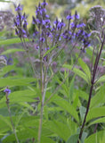 1 gram+ Blue Vervain Seeds/Verbena Hastata/Native Eastern US/Deer Resistant Flowering Plants