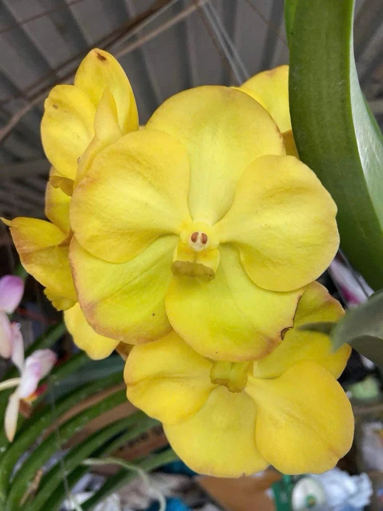 Yellow Vanda orchid bloom cluster with overlapping petals and central lip
