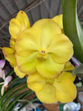Yellow Vanda orchid bloom cluster with overlapping petals and central lip