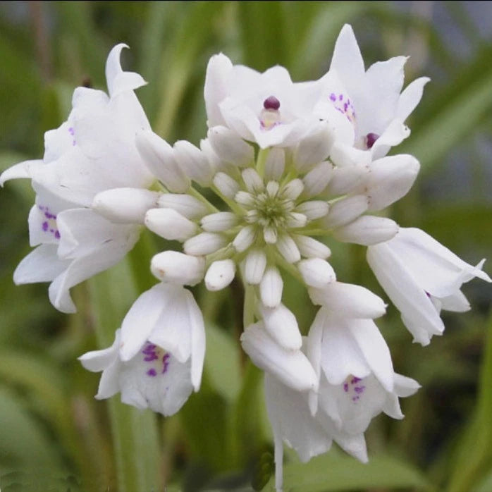 Neobenthamia gracilis African Terrestrial ORCHID plant SPECIES Orchids