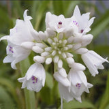 Neobenthamia gracilis African Terrestrial ORCHID plant SPECIES Orchids