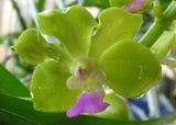 Vasco Thai Lime 'Boy' seedlimg size vandaceous orchid clone. Young plants Orchids