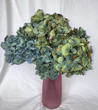 8 Dried Hydrangea Flower Heads Large Petals 10Ó Stems Blue Indigo Lime Group#11 Dried Flower
