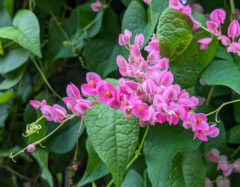 Set 2 Mexican Creeper Live Plants - 4-6" Tall - Flowering Vine for Trellises Garden Plants