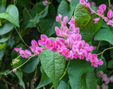 Set 2 Mexican Creeper Live Plants - 4-6" Tall - Flowering Vine for Trellises Garden Plants