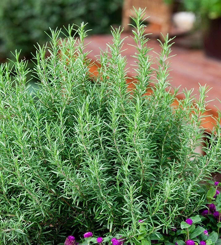 $2.98 Garden Plants
