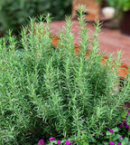 $2.98 Garden Plants