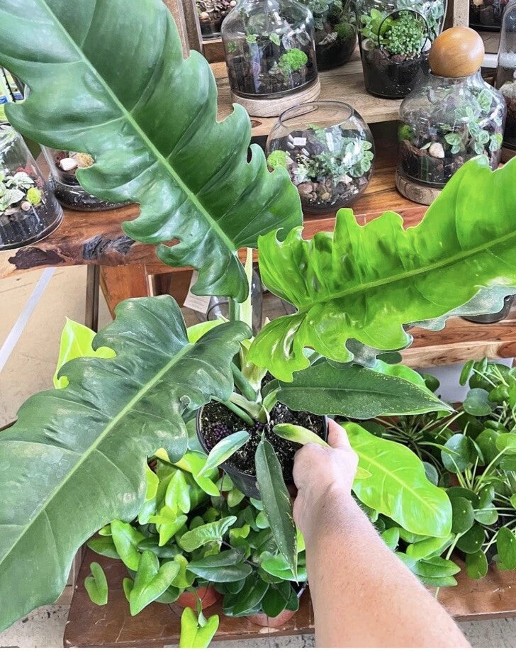 Philodendron Jungle Boogie plant with large, glossy green leaves