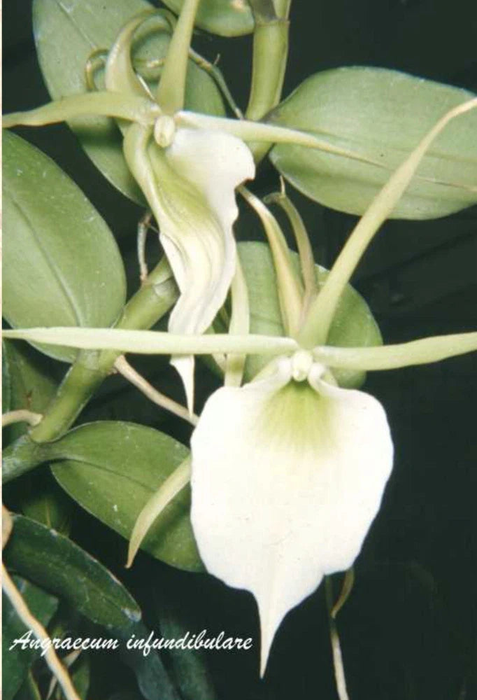 White Angraecum orchid flowers with green leaves