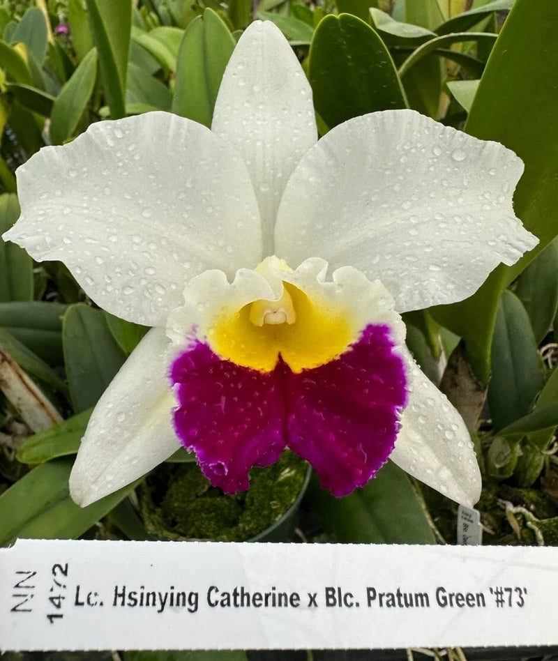 White orchid with yellow center and deep purple lower petals on green leaves