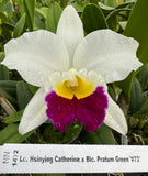 White orchid with yellow center and deep purple lower petals on green leaves