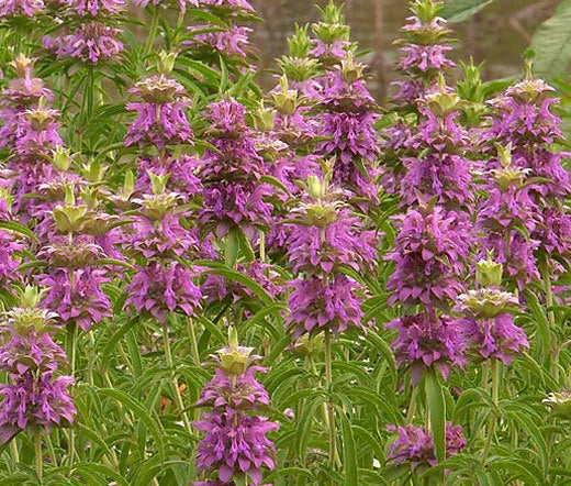 LEMON MINT BEEBALM Monarda Citriodora - 7,500 Bulk Seeds Garden Plants