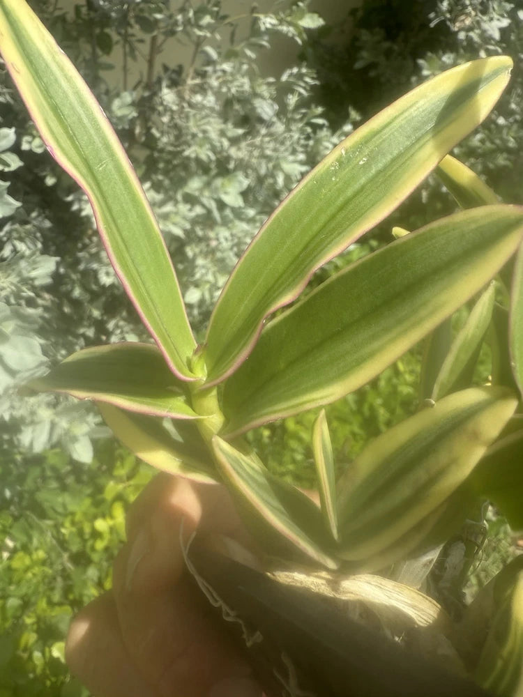 Mini variegated orchid plant with striped green leaves and pink edges