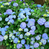Hydrangea Seeds Sowing for all Seasons About 50pcs Flowers all Year Round Garden Hydrangea