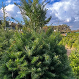 2 Live Douglas Fir Trees Plant Ð Small Potted Evergreens Ð Fragrant & Hardy Garden Plants