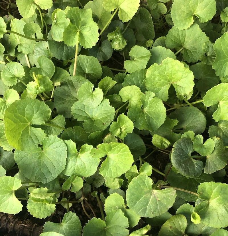 10 Pennywort Gotu Kola Bare Root Live Plant Ready To Plant Green Plant