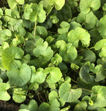 10 Pennywort Gotu Kola Bare Root Live Plant Ready To Plant Green Plant