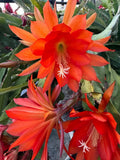 1 Epiphyllum Orchid Cactus 5-9 inches Cutting Stem, Unrooted. Orchids