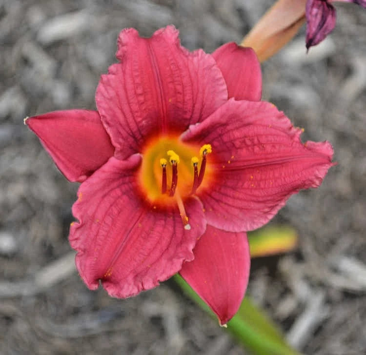 5 LITTLE BUSINESS DAYLILY SEEDS -  Hemerocallis 'Little Business' Garden Plants