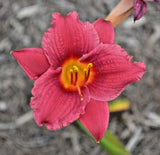 5 LITTLE BUSINESS DAYLILY SEEDS -  Hemerocallis 'Little Business' Garden Plants