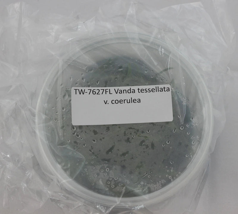Round transparent glass flask with dark blue-green contents